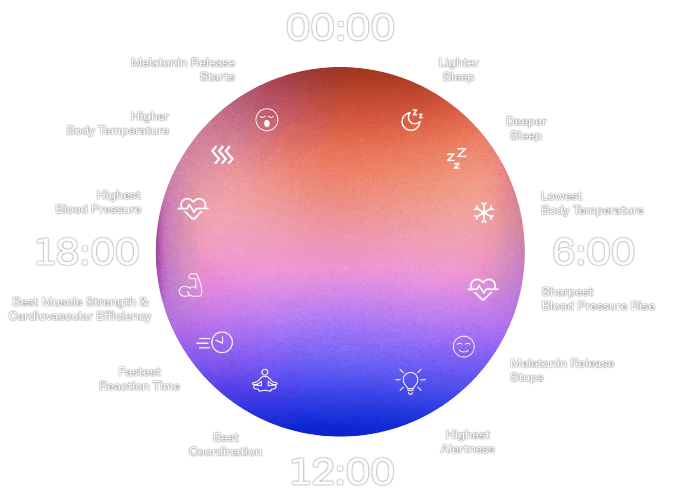 A diagram of the circadian rhythm